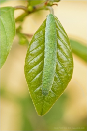 Zitronenfalter Raupe (Gonepteryx rhamni) 02