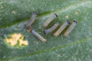 Roter Scheckenfalter Raupen (Melitaea didyma) 13