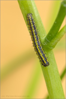 Westlicher Resedafalter Raupe (Pontia daplidice) 04