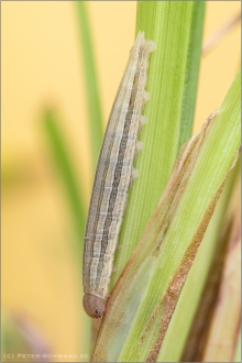 Ockerbindiger Samtfalter Raupe (Hipparchia semele) 03