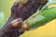 Kleiner Schlehenzipfelfalter Raupe (Satyrium acaciae) 04
