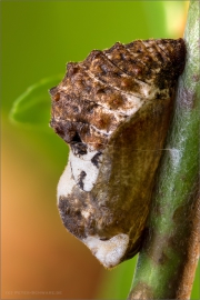 Puppe Pflaumen-Zipfelfalter (Satyrium pruni) 06