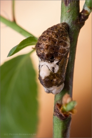 Puppe Pflaumen-Zipfelfalter (Satyrium pruni) 07