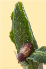 Raupe Pflaumen-Zipfelfalter (Satyrium pruni) 09