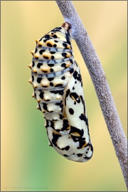 Roter Scheckenfalter Puppe (Melitaea didyma) 25