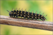 Natterwurz-Perlmutterfalter Raupe (Boloria titania) 23