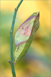 Postillon Puppe (Colias croceus) 13