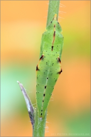 Puppe Grünaderweissling (Pieris napi) 02