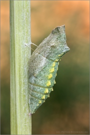 Schwalbenschwanz Puppe (Papilio machaon) 23