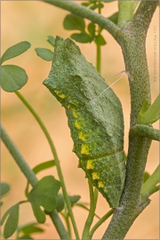 Schwalbenschwanz Puppe (Papilio machaon) 03