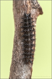 Silberfleck Perlmuttfalter Raupe (Boloria euphrosyne) 13