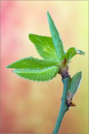 Nierenfleck-Zipfelfalter Raupe (Thecla betulae) 09