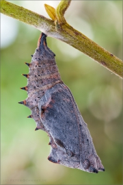 Trauermantel (Nymphalis antiopa) 03