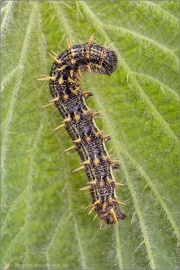 Distelfalter Raupe (Vanessa cardui) 11