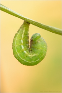 Großes Wiesenvögelchen Vorpuppe (Coenonympha tullia) 06