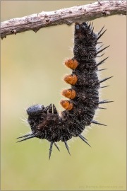 Trauermantel Pre-Puppe (Nymphalis antiopa) 06