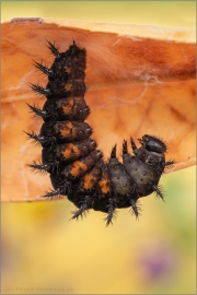 Großer Perlmuttfalter (Speyeria aglaja) 11