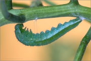 Voruppe Aurorafalter (Anthocharis cardamines) 06