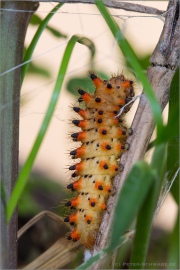 Südlicher Osterluzeifalter Raupe (Zerynthia polyxena) 08