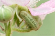 Grüner Zipfelfalter Raupe (Callophrys rubi) 06