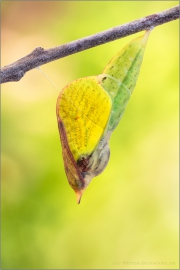 Zitronenfalter Puppe (Gonepteryx rhamni) 02