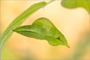 Zitronenfalter Puppe (Gonepteryx rhamni)