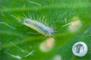 African Grass Blue Eiraupe (Zizeeria knysna) 05