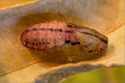 African Grass Blue Puppe (Zizeeria knysna) 08