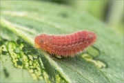 African Grass Blue Raupe (Zizeeria knysna) 06