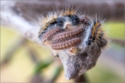 Baumweißling Raupennest (Aporia crataegi) 01