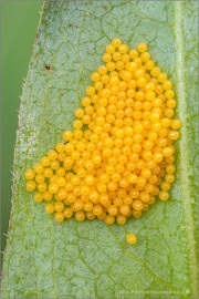 Goldener Scheckenfalter Eispiegel (Euphydryas aurinia) 14