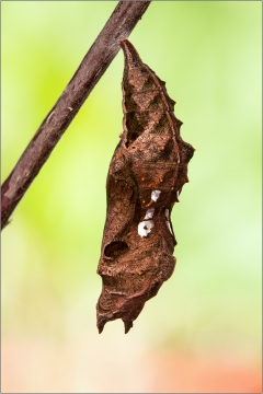 C-Falter Puppe (Nymphalis c-album) 04