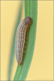 Mandeläugiger Mohrenfalter Raupe (Erebia alberganus) 16