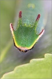 Erdbeerbaumfalter Raupe (Charaxes jasius) 02