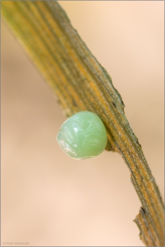 Mauerfuchs Ei (Lasiommata megera) 02