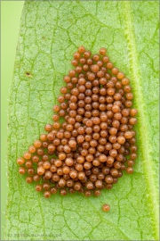 Goldener Scheckenfalter Eispiegel (Euphydryas aurinia) 15