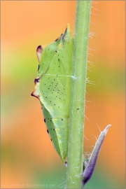 Puppe Grünaderweissling (Pieris napi) 01