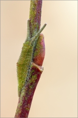 Junge überwinternde Raupe - Großer Schillerfalter 01 (Apatura iris)