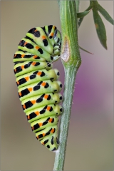 Raupe beim Verpuppen - Schwalbenschwanz 01 (Papilio machaon)