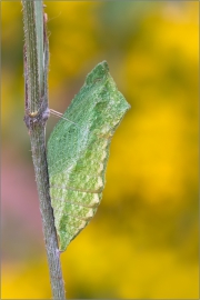 Gürtelpuppe - Schwalbenschwanz 01 (Papilio machaon)