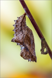 Kaisermantel Puppe (Argynnis paphia) 03