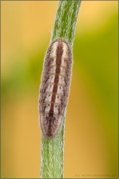 Kanarischer Bläuling Raupe (Cyclyrius webbianus) 12