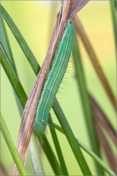 Mauerfuchs Raupe (Lasiommata megera) 03