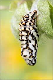 Roter Scheckenfalter Puppe (Melitaea didyma) 01