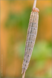 Blauäugiger Waldportier Raupe (Minois dryas) 04