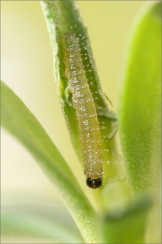 Karstweißling Ei (Pieris mannii) 04