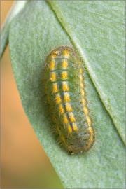 Silbergrüner Bläuling - Raupe (Polyommatus coridon)