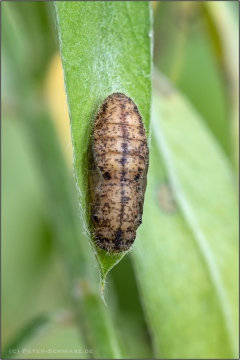 Kanarischer Bläuling Puppe (Cyclyrius webbianus) 15