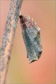 Puppe - Landkärtchen 04 (Araschnia levana)
