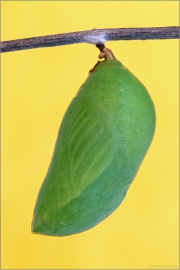 Erdbeerbaumfalter Puppe (Charaxes jasius) 05